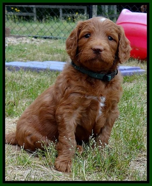 Dulcie Ruler pups 5 weeks old 151