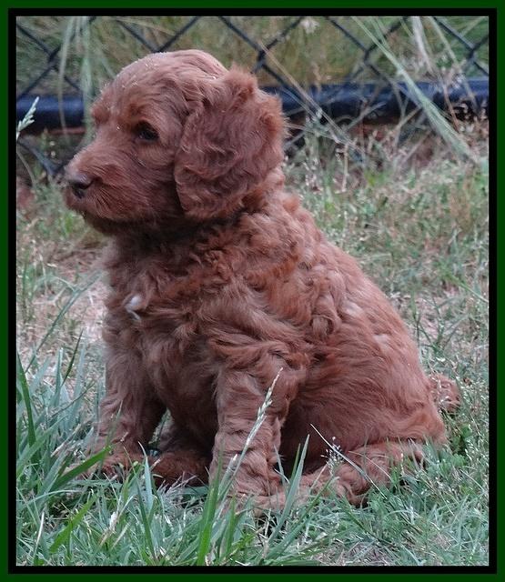 Dulcie Ruler pups 6 wks old 161