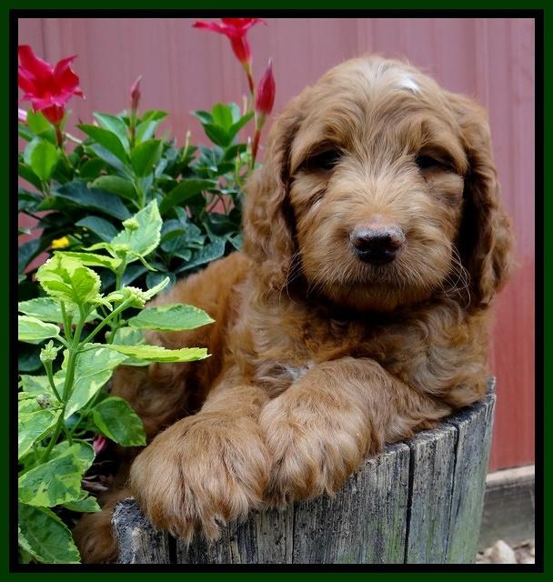 Dulcie Ruler pups 7 weeks old 101