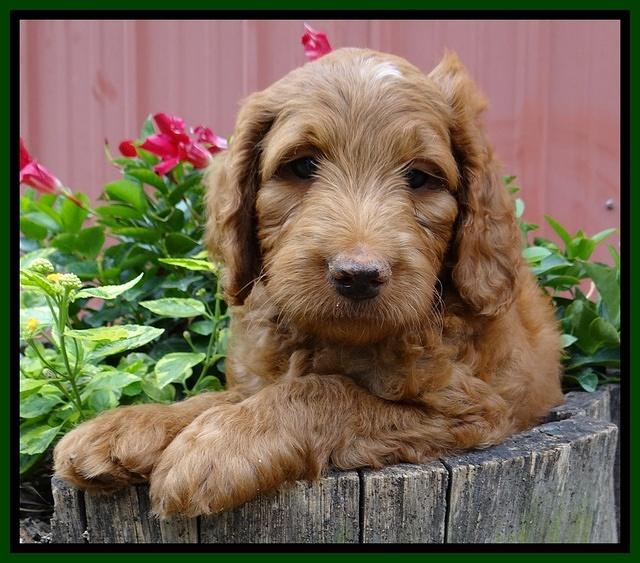 Dulcie Ruler pups 7 weeks old 61