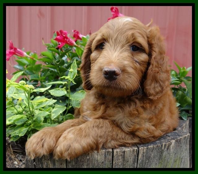 Dulcie Ruler pups 7 weeks old 91