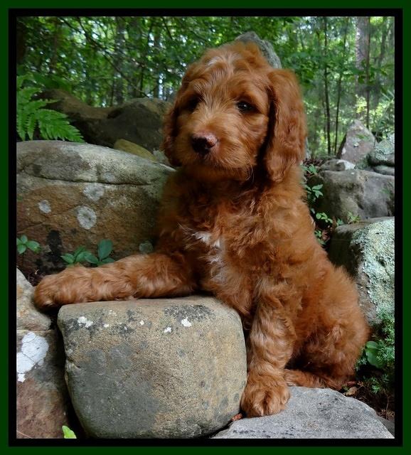 Dulcie Ruler pups 8 weeks old 105