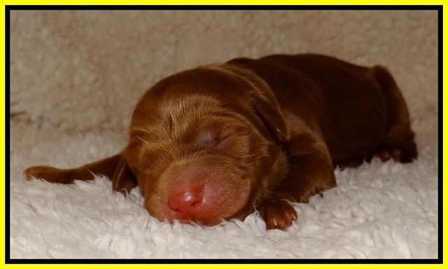 Dulcie Ruler pups 1 day old 71
