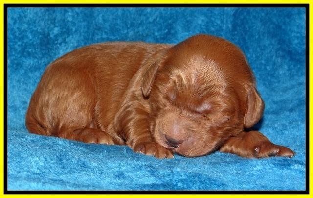 Dulcie Ruler pups 1 wk old 101