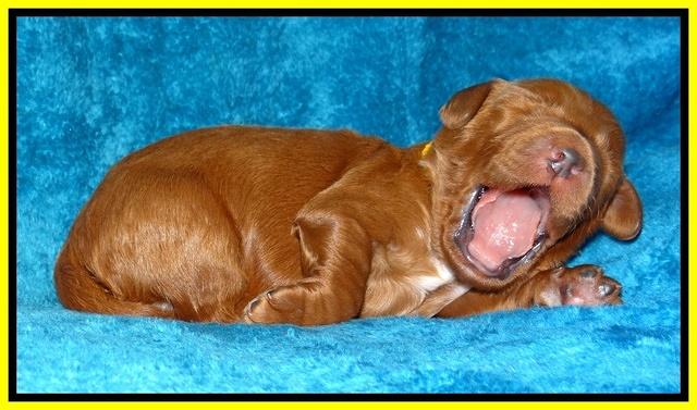 Dulcie Ruler pups 1 wk old 111