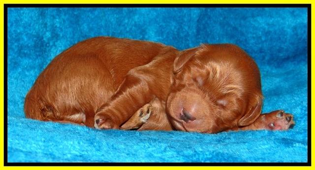 Dulcie Ruler pups 1 wk old 121