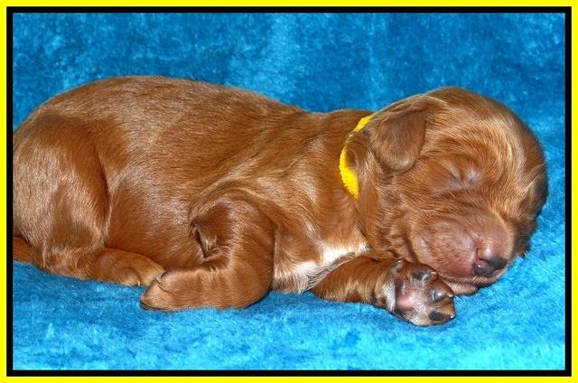 Dulcie Ruler pups 1 wk old 131