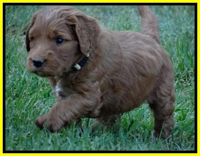 Dulcie Ruler pups 5 weeks old 211