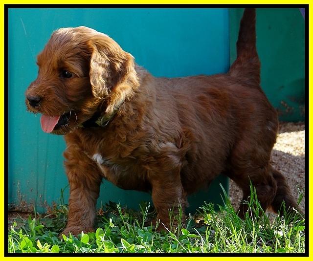 Dulcie Ruler pups 5 weeks old 251