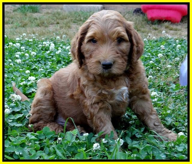 Dulcie Ruler pups 6 wks old 211