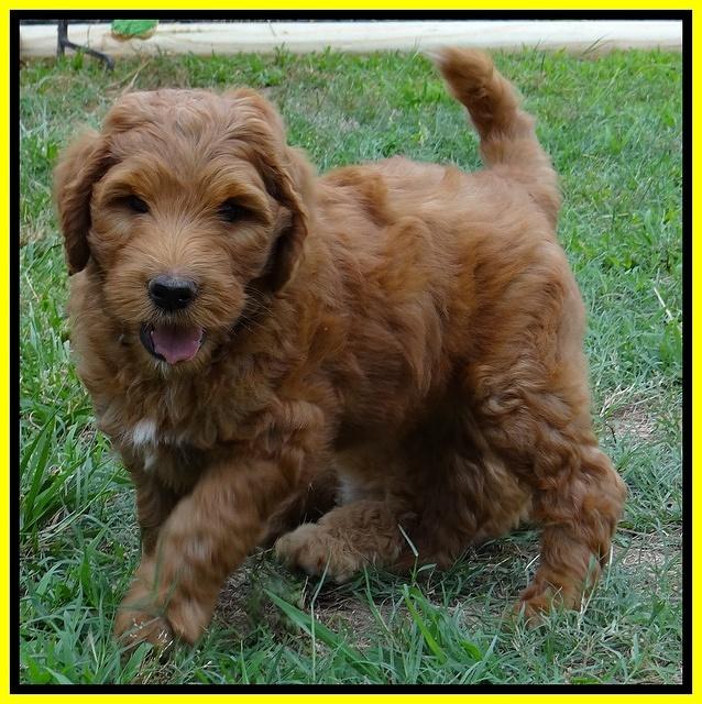 Dulcie Ruler pups 7 weeks old 261