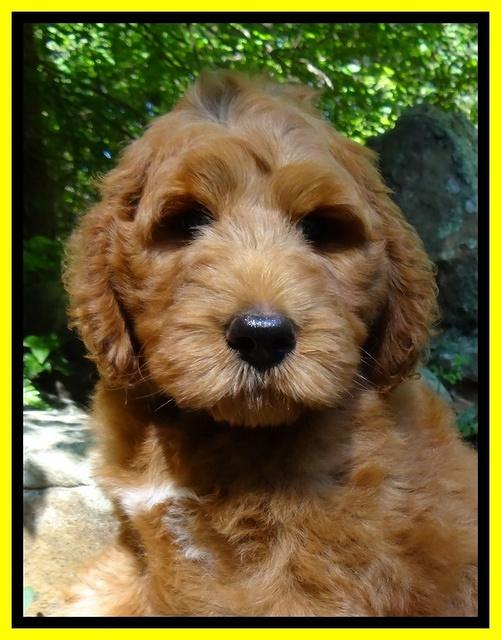 Dulcie Ruler pups 8 weeks old 1009
