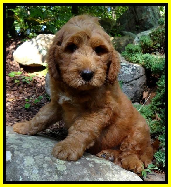 Dulcie Ruler pups 8 weeks old 2009
