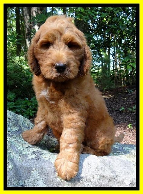 Dulcie Ruler pups 8 weeks old 4009
