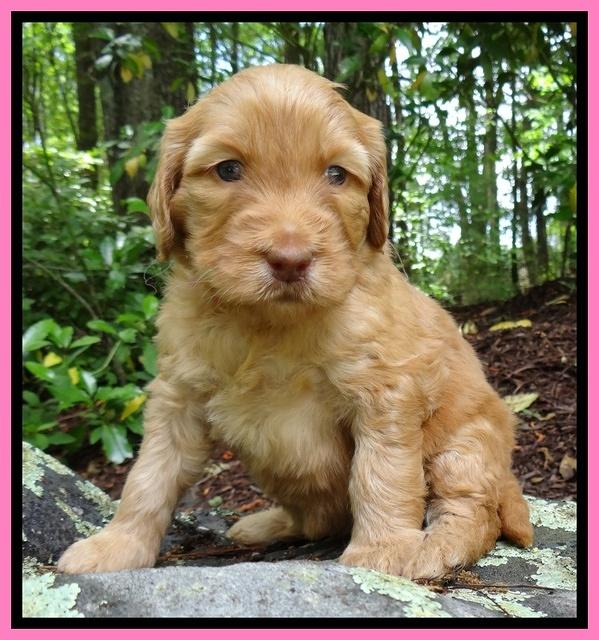 Dulcie Ruler pups 4 wks old 151