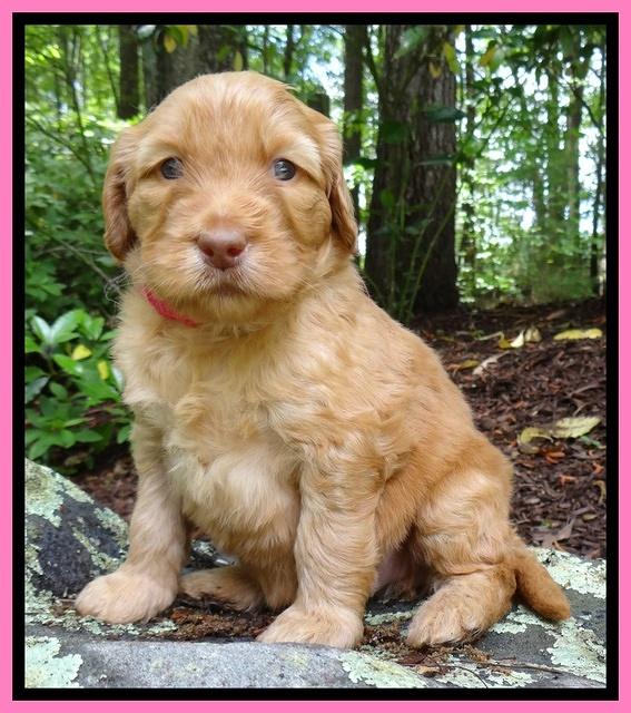 Dulcie Ruler pups 4 wks old 161