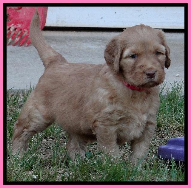 Dulcie Ruler pups 5 weeks old 271