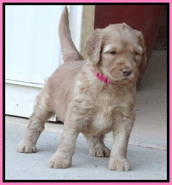 Dulcie Ruler pups 5 weeks old 301