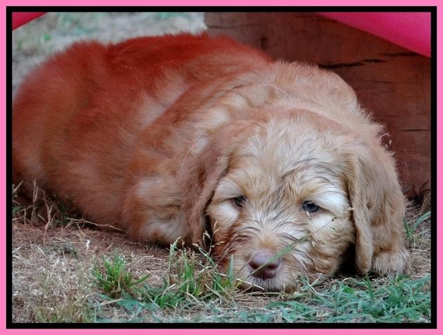 Dulcie Ruler pups 6 wks old 251