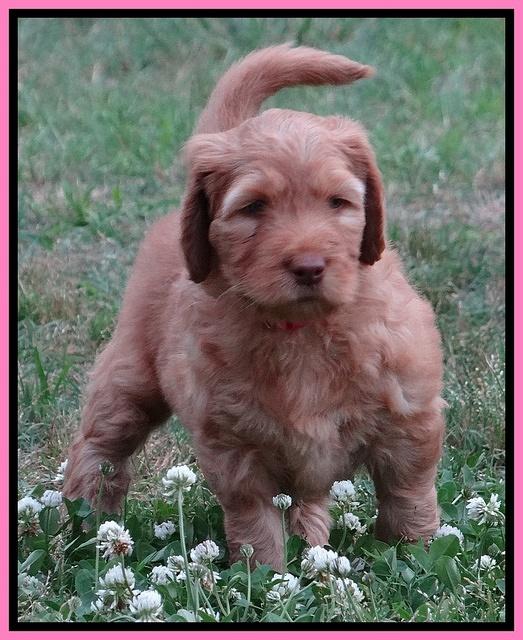 Dulcie Ruler pups 6 wks old 261