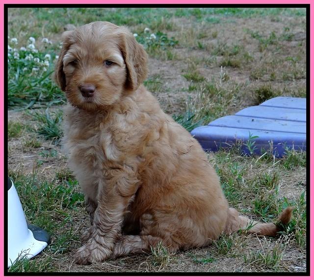 Dulcie Ruler pups 6 wks old 311