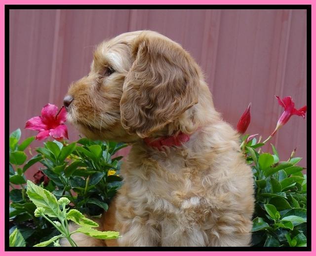 Dulcie Ruler pups 7 weeks old 281