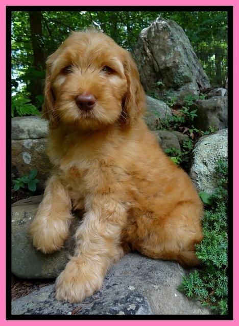 Dulcie Ruler pups 8 weeks old 14