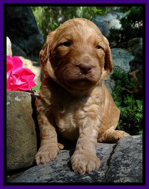 Dulcie Ruler pups 3 wks old 191