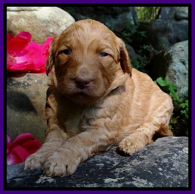 Dulcie Ruler pups 3 wks old 221