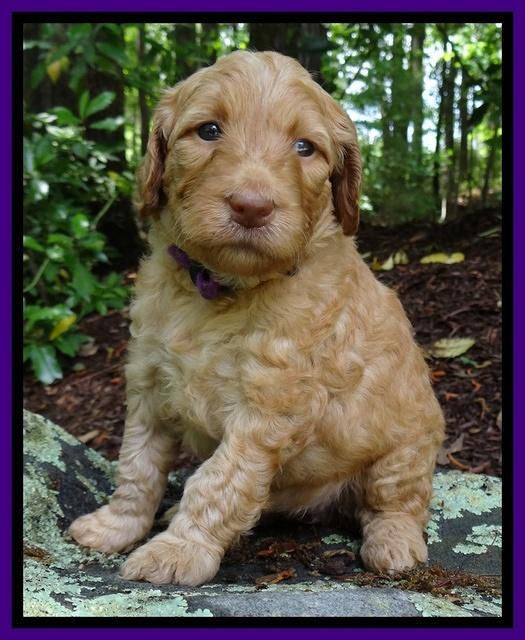 Dulcie Ruler pups 4 wks old 181