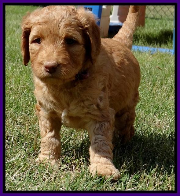 Dulcie Ruler pups 5 weeks old 311