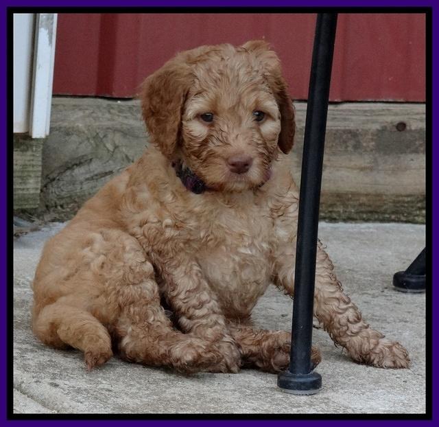 Dulcie Ruler pups 6 wks old 331