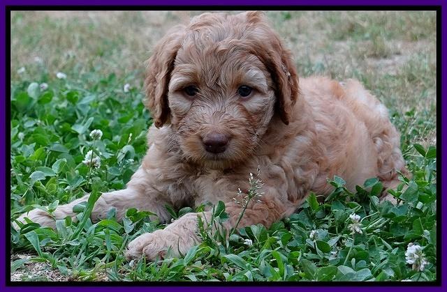 Dulcie Ruler pups 6 wks old 341