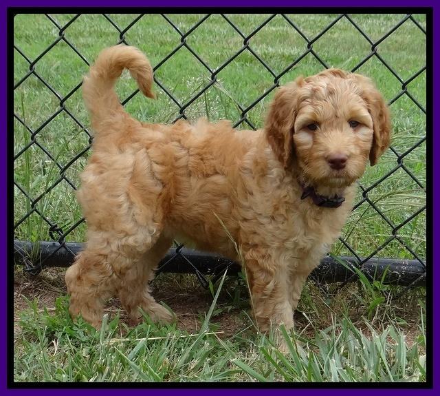 Dulcie Ruler pups 7 weeks old 331