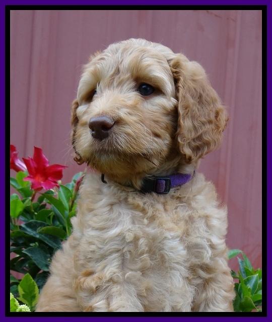 Dulcie Ruler pups 7 weeks old 351