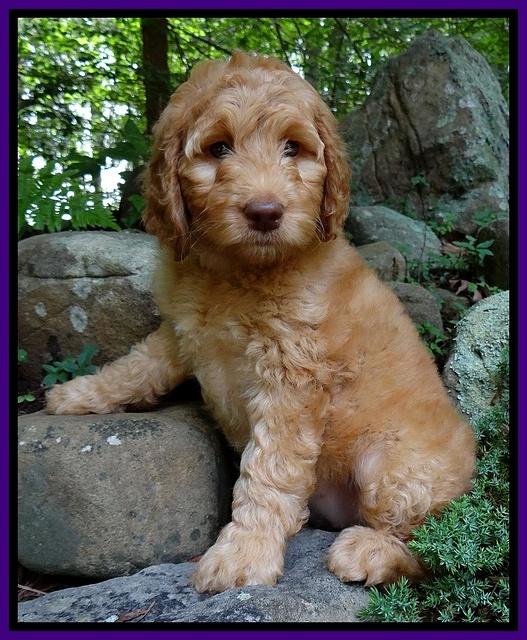 Dulcie Ruler pups 8 wks old 11