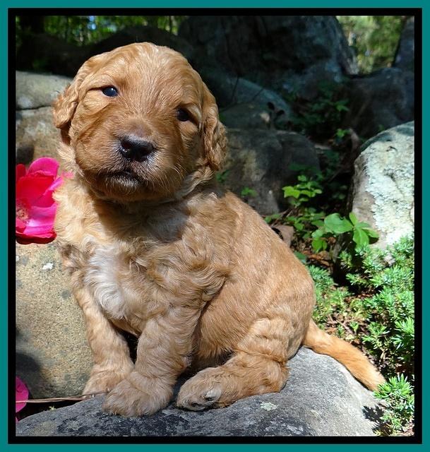 Dulcie Ruler pups 3 wks old 241