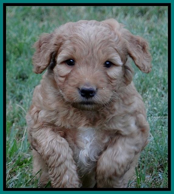 Dulcie Ruler pups 5 weeks old 381