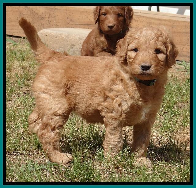 Dulcie Ruler pups 5 weeks old 401