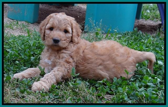 Dulcie Ruler pups 6 wks old 401