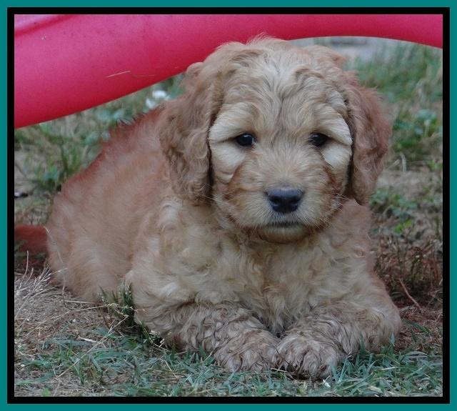 Dulcie Ruler pups 6 wks old 431