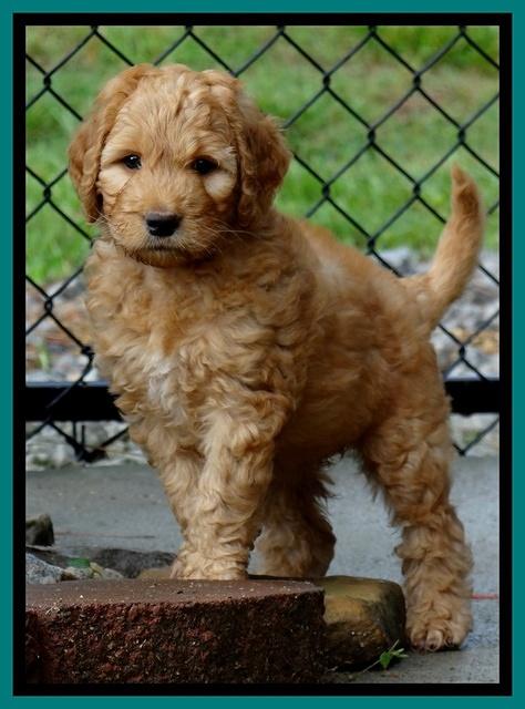 Dulcie Ruler pups 7 weeks old 421