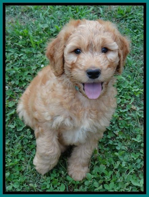 Dulcie Ruler pups 7 weeks old 431