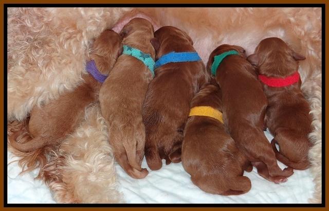 Dulcie Ruler pups Newborn 11