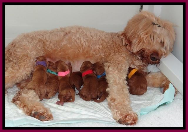 Dulcie Ruler pups Newborn 31