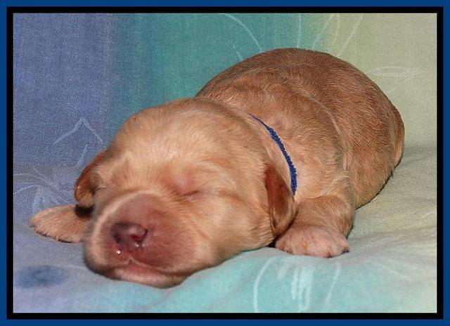 Sandi Blaze pups 1 wk old 11