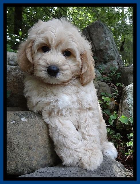 Sandi Blaze pups 8 wks old 12