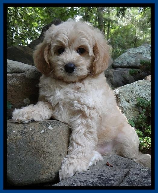 Sandi Blaze pups 8 wks old 42