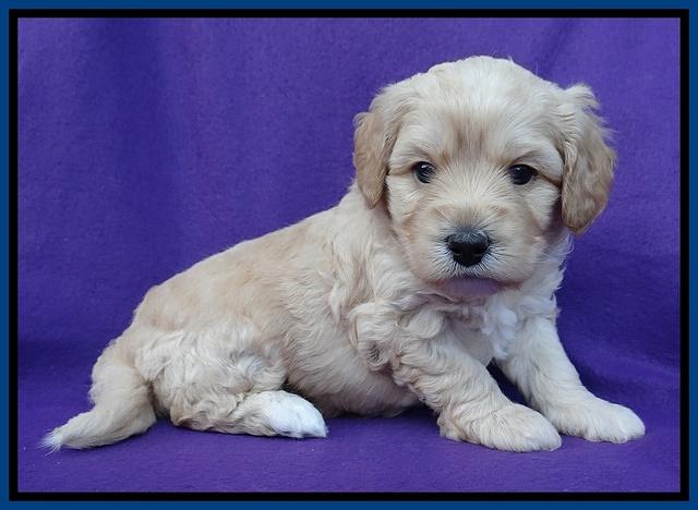 Sandy Blaze pups 4 wks old 11