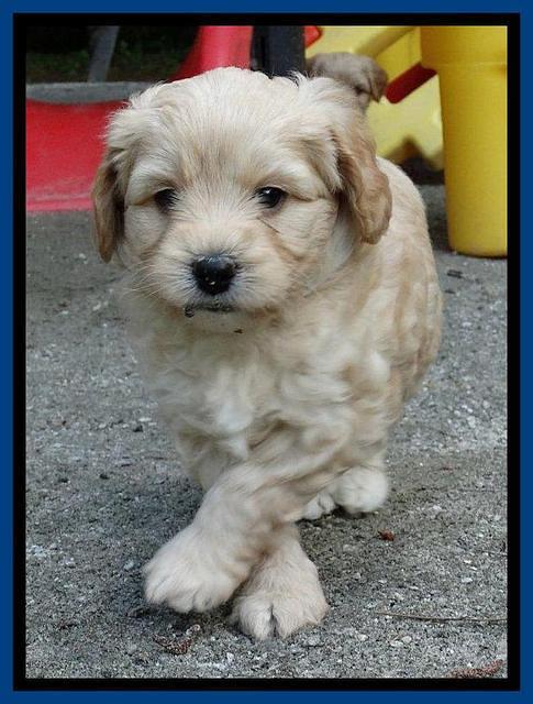 Sandy Blaze pups 5 weeks old 41